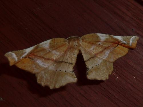 Apeira syringaria